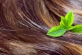 Hair care concept: beautiful healthy shiny hair with highlighted golden streaks and green leaves, closeup shot